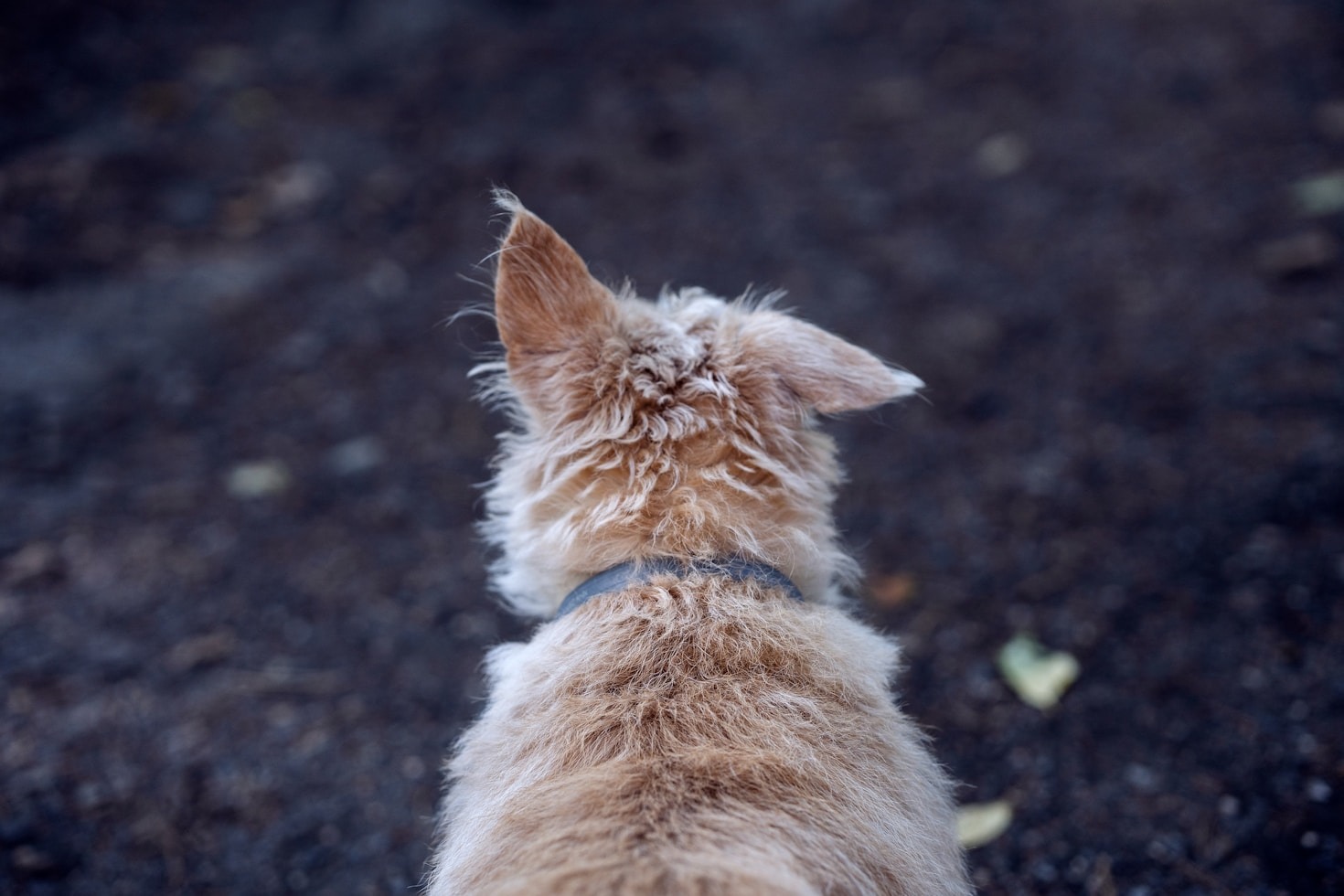 Stories of Successful Pet Recoveries